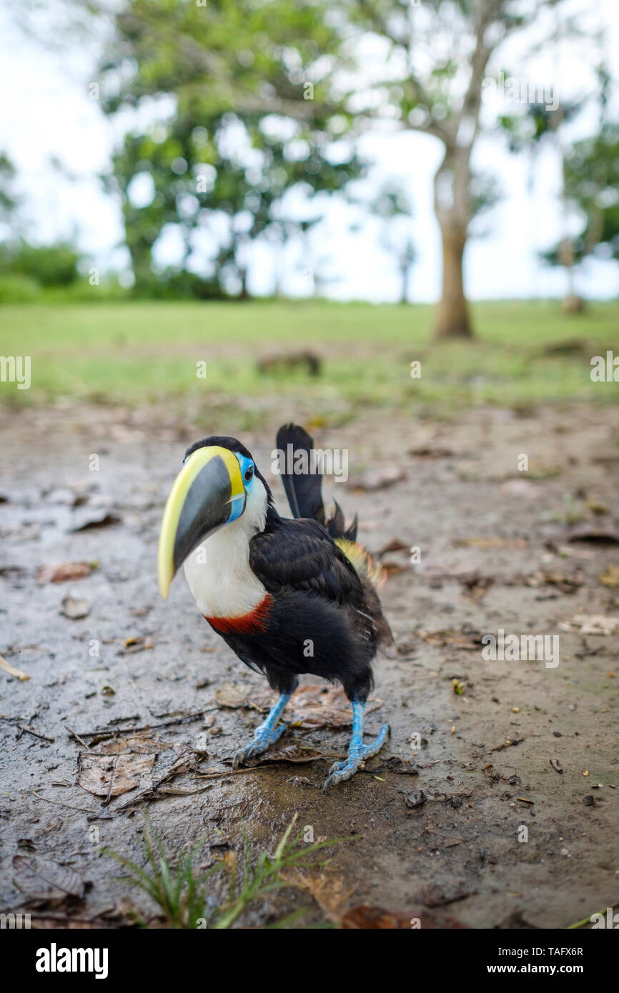 Toucan ad un riparo animale sulla sponda del Fiume Rio delle Amazzoni nei pressi di Iquitos, Perù Foto Stock
