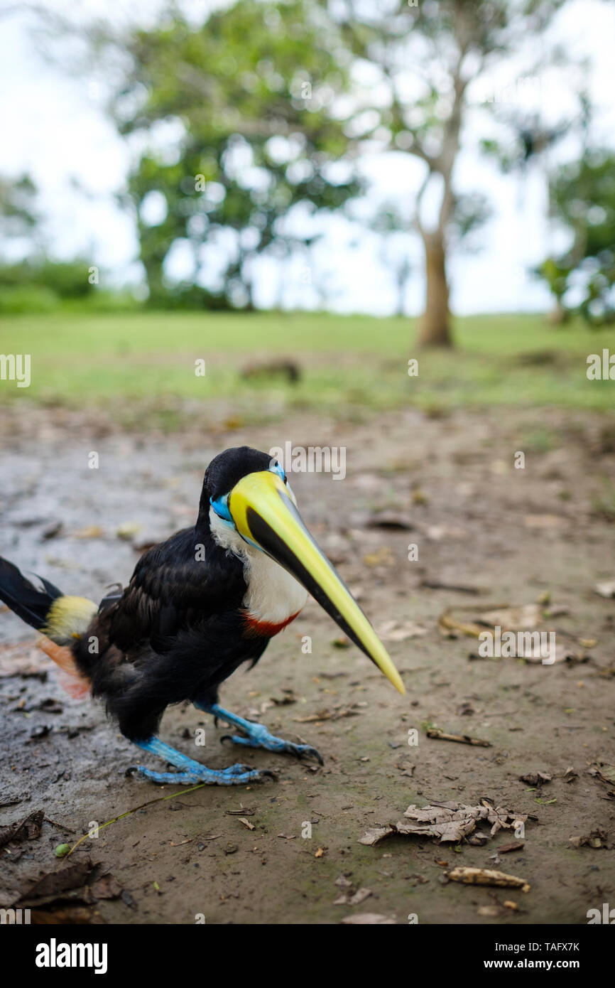 Toucan ad un riparo animale sulla sponda del Fiume Rio delle Amazzoni nei pressi di Iquitos, Perù Foto Stock
