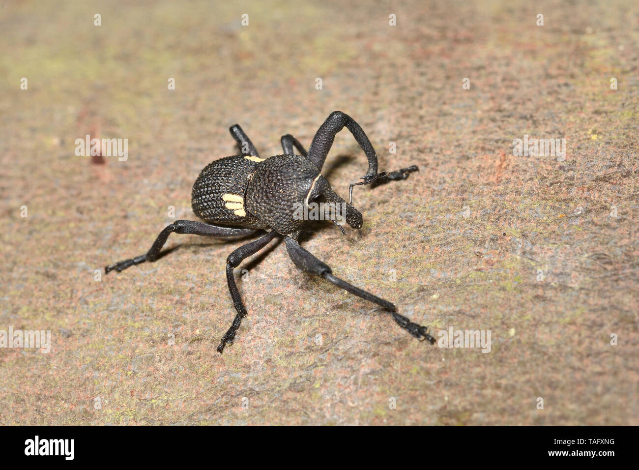 Pino cileno spider curculione (Rhyephenes humeralis) regione V di Valparaiso, Cile Foto Stock