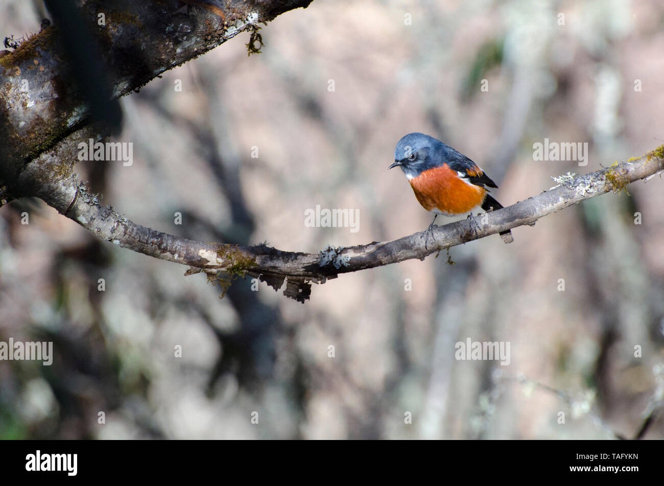 Bianco-throated Redstart (Phoenicurus schisticeps) maschio su un ramo, Himalya, Nepal Foto Stock