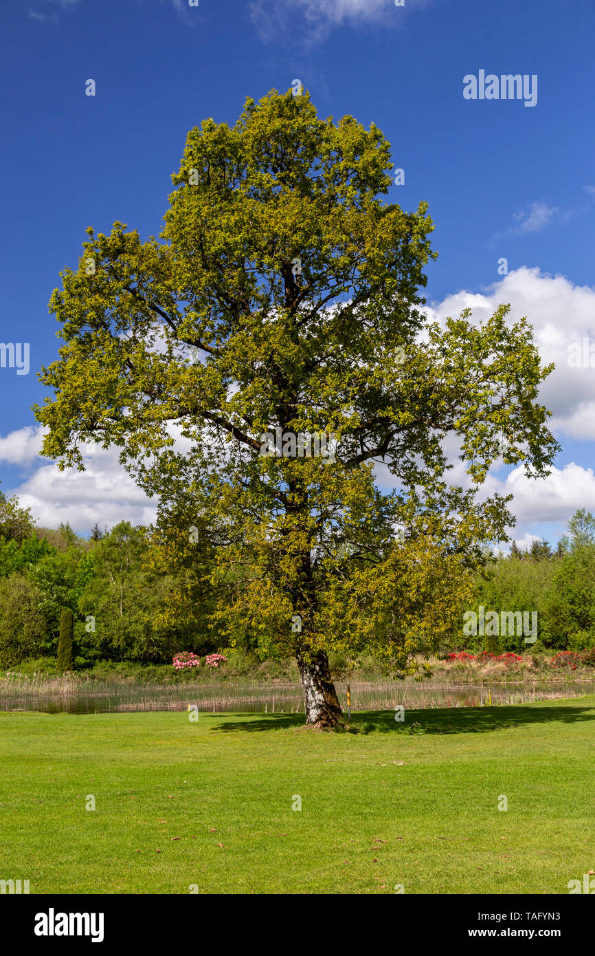 Albero in estate il fogliame, County Clare, Irlanda Foto Stock