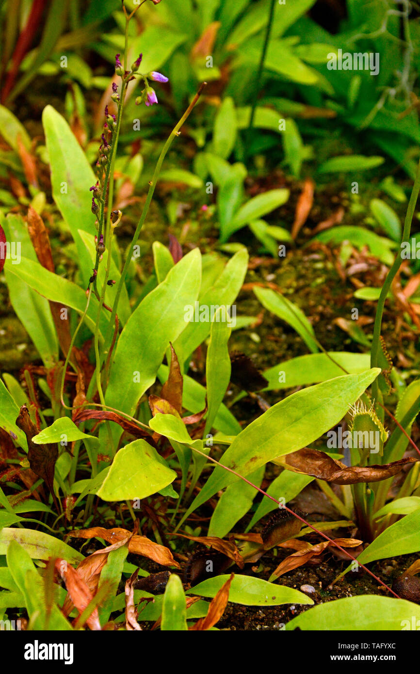 Bladderwort (Utricularia longifolia), Sydney Giardino Botanico, ngs, Australia Foto Stock
