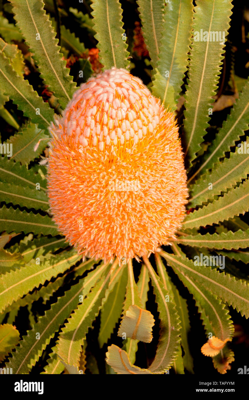 Burdett's banksia (Banksia burdettii, Perth, WA, Australia Foto Stock