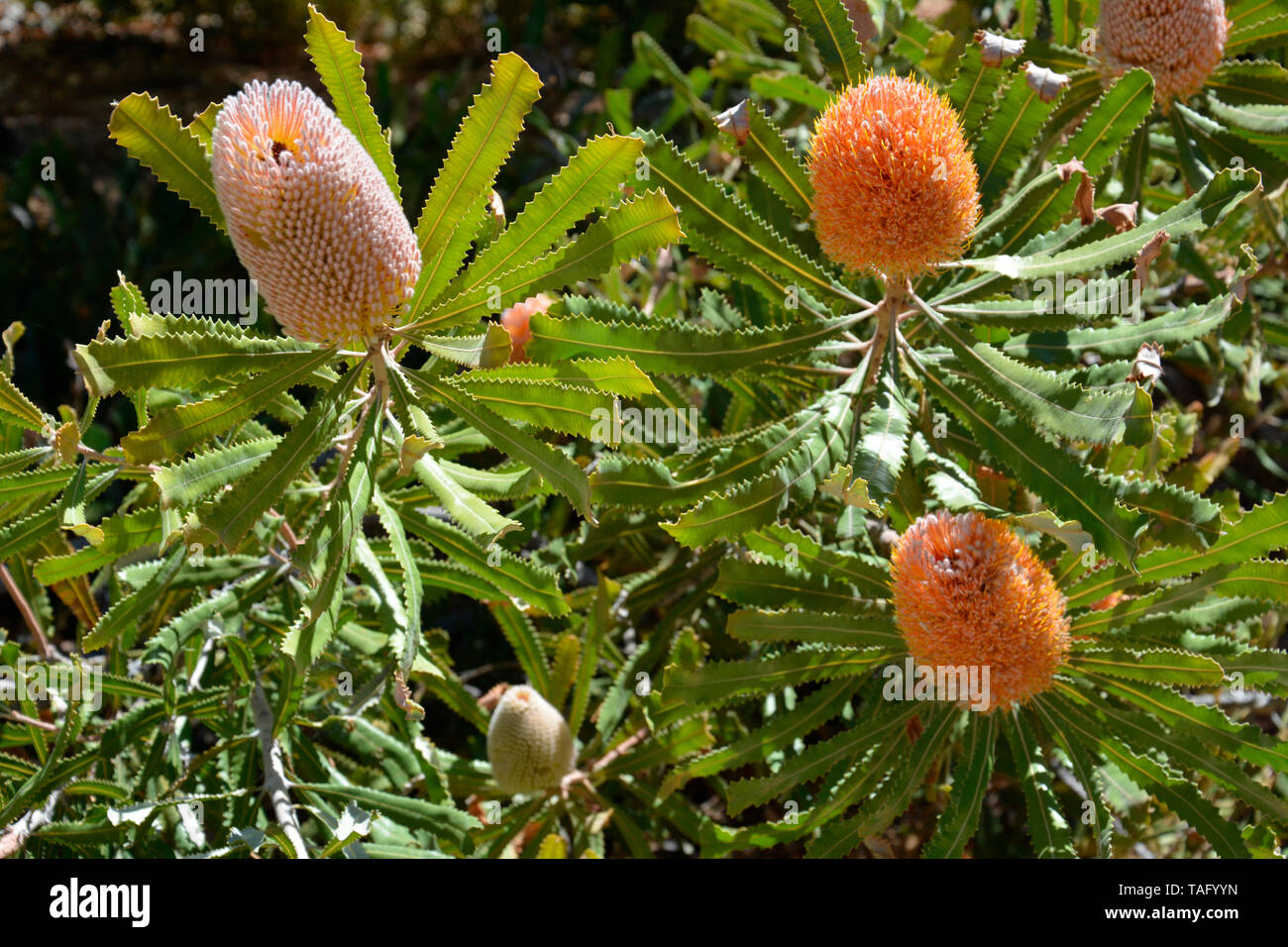 Banksia gigante (Banksia grandis), Perth, WA, Australia Foto Stock