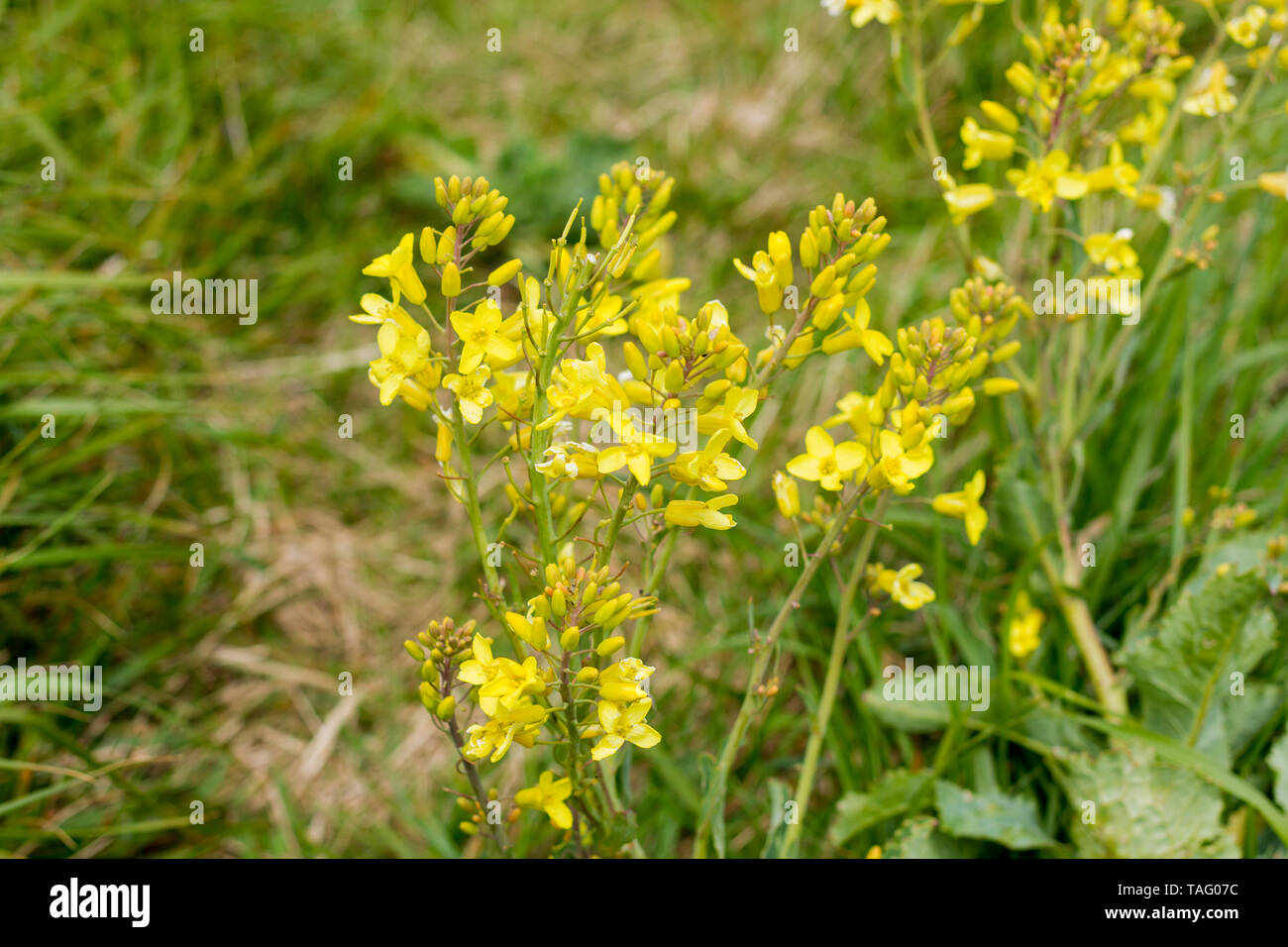 Brassica oleracea, cavolo selvatico fioritura, Dorset, Regno Unito Foto Stock