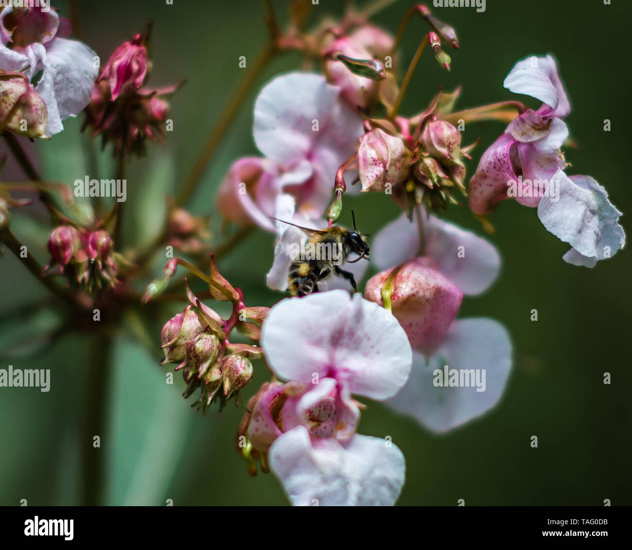Api il foraggio per il polline Foto Stock