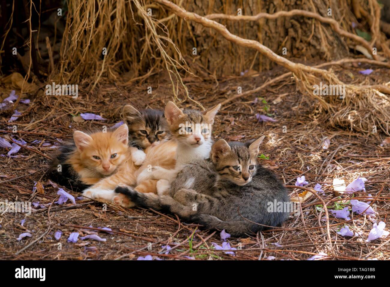 Quattro simpatici e soffici gattini Foto Stock