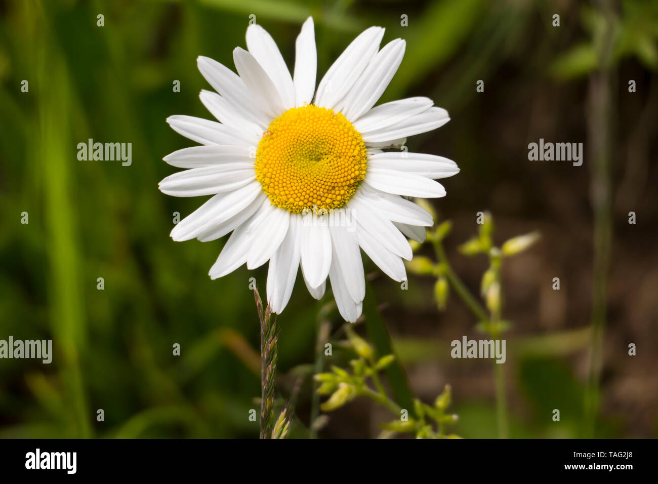 Margerite Blüte , in gelb und weiß, auf einer Wiese, im Frühjahr Foto Stock