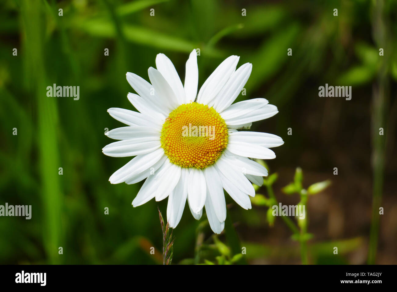 Margerite Blüte , in gelb und weiß, auf einer Wiese, im Frühjahr Foto Stock