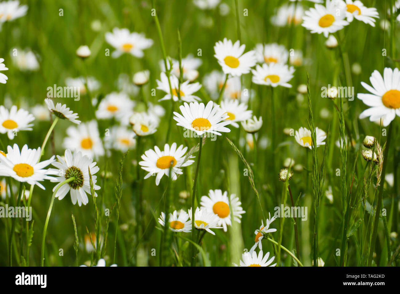 Margerite Blüte , in gelb und weiß, auf einer Wiese, im Frühjahr Foto Stock