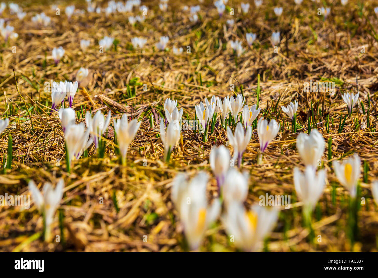 Crocus bianco fiori che sbocciano sulla molla di prato Foto Stock