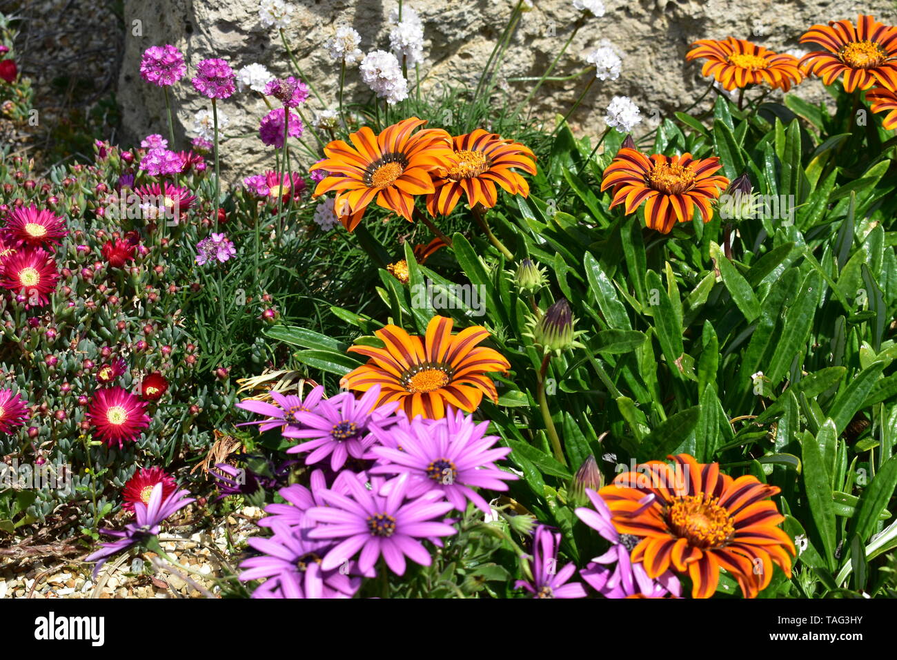 Fiori a Ventnor Esplanade, e giardini invernali, Isle of Wight, Regno Unito. Foto Stock