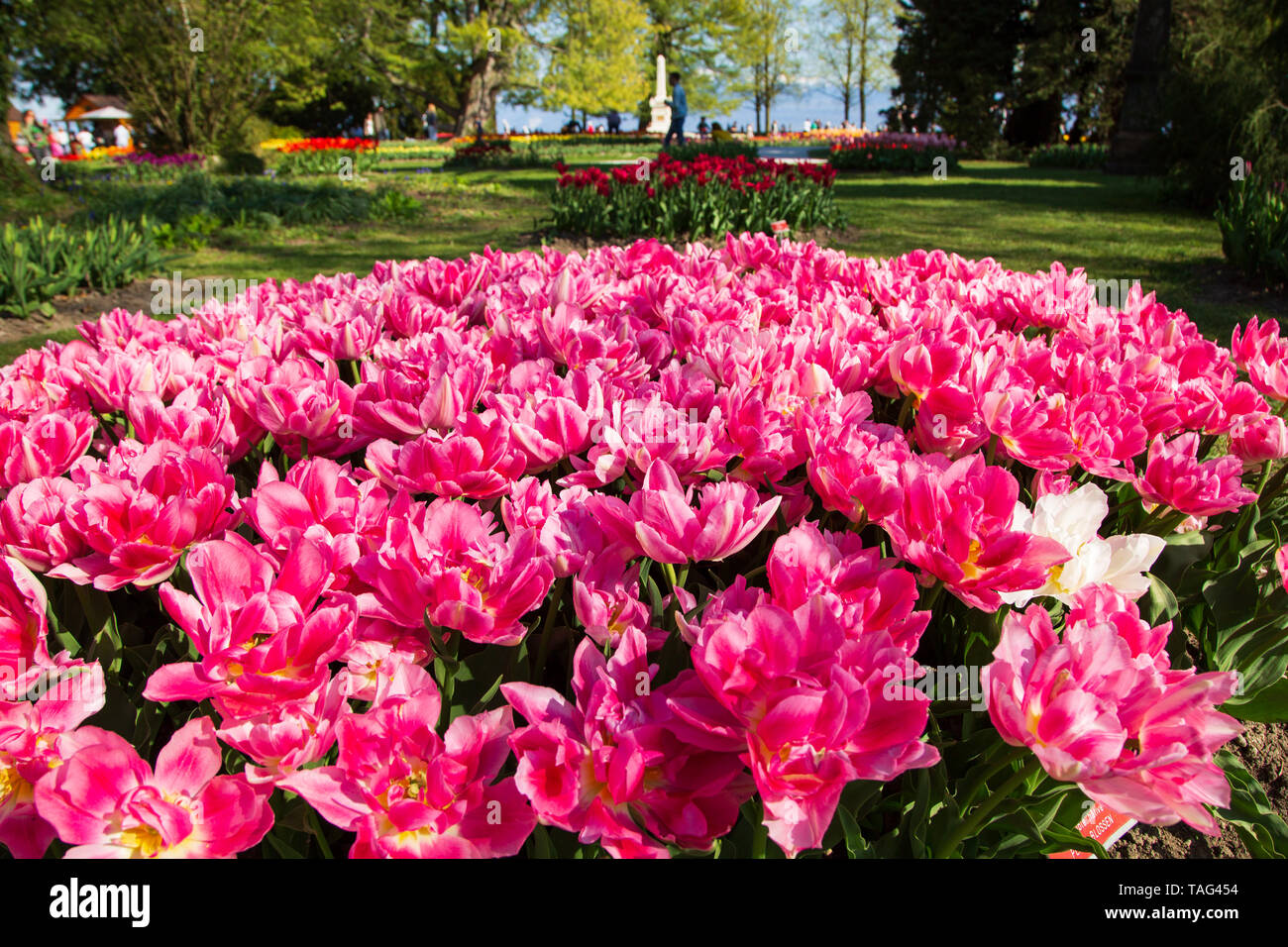 Tulip festival di Morges city park in Svizzera Foto Stock