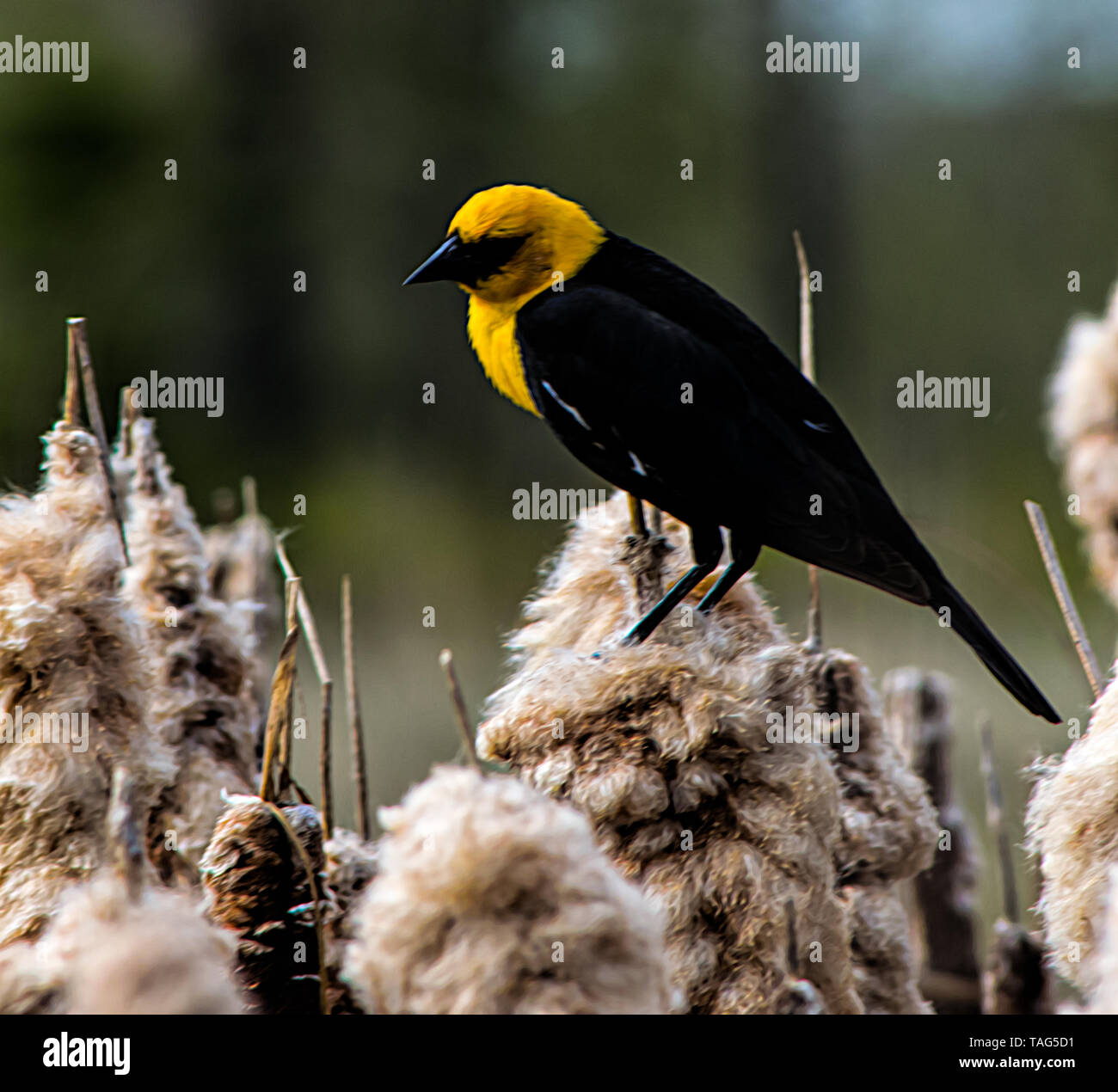 Testa gialla black bird Foto Stock