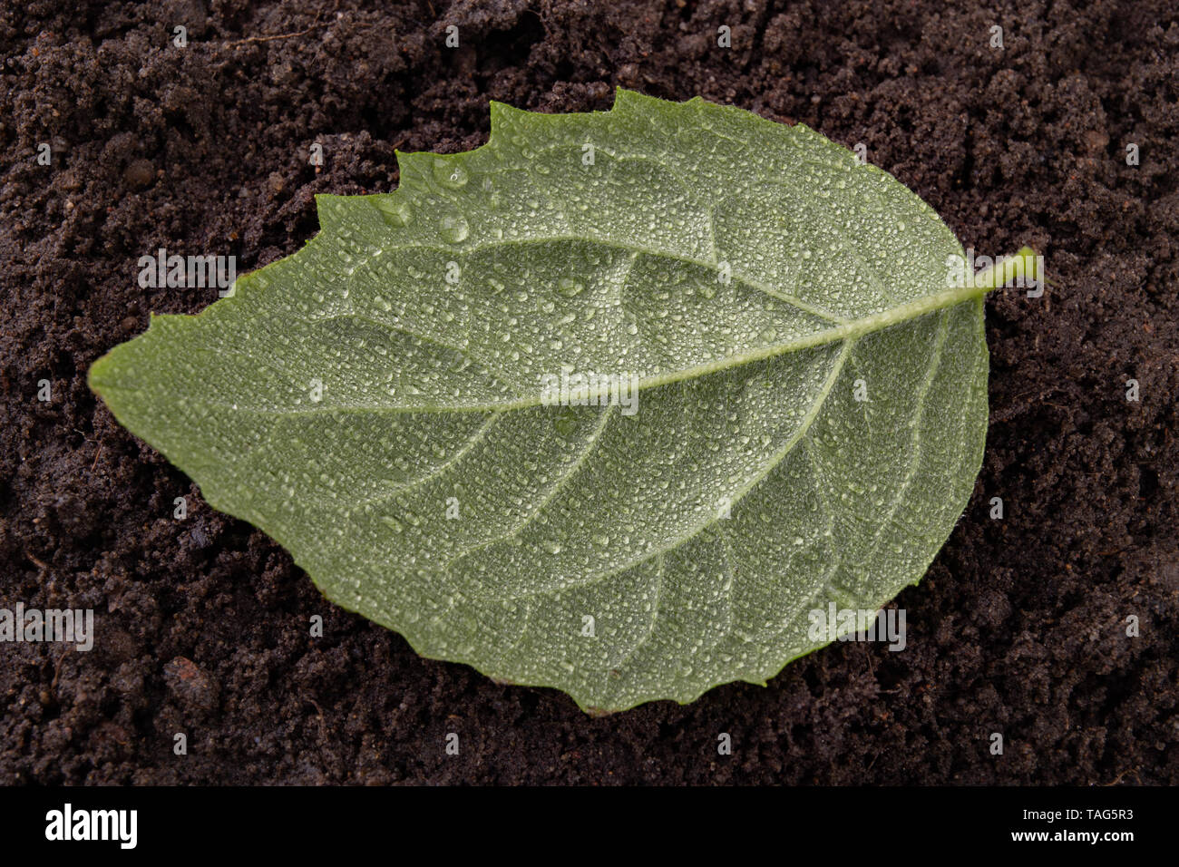 Fresche foglie mature cosparso di gocce di pioggia sul suolo nero. Piante verdi coperte con acqua piovana nuvole. Sfondo scuro Foto Stock