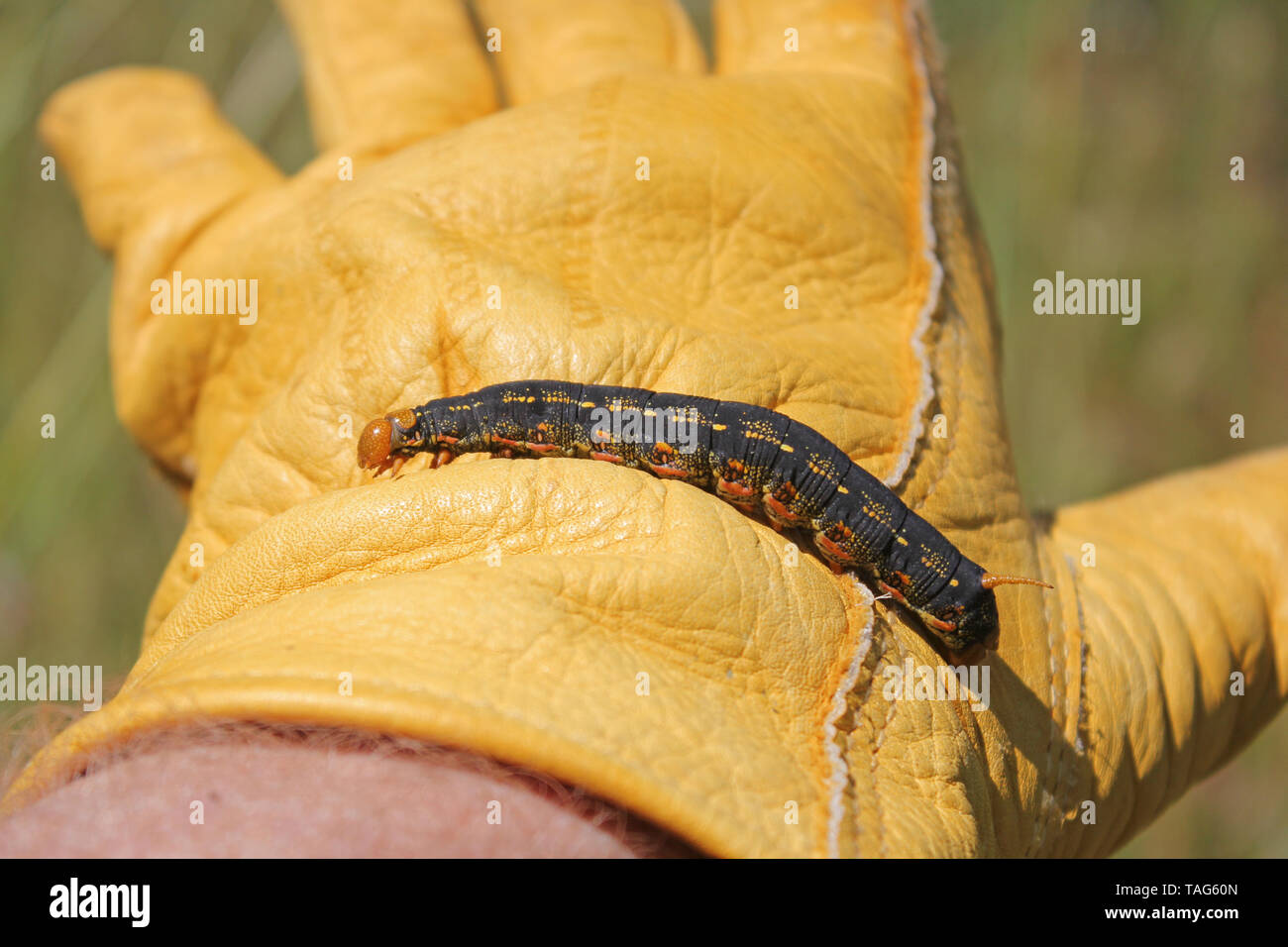 Bianco-rivestita Sphinx Moth Caterpillar (Hyles lineata) nero cornuto-worm Foto Stock