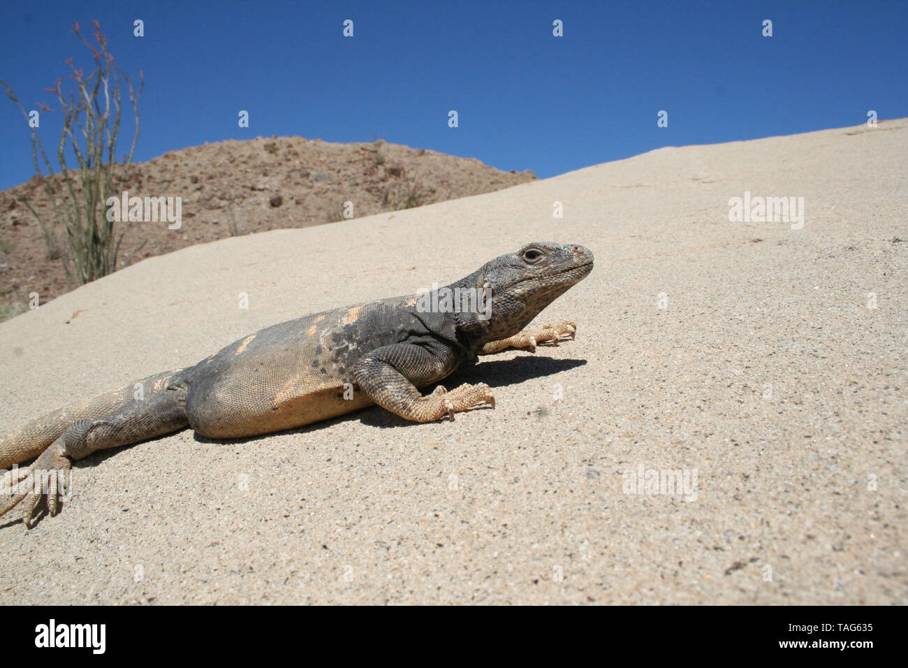 Comune lucertola Chuckwalla (Sauromalus ater) Foto Stock