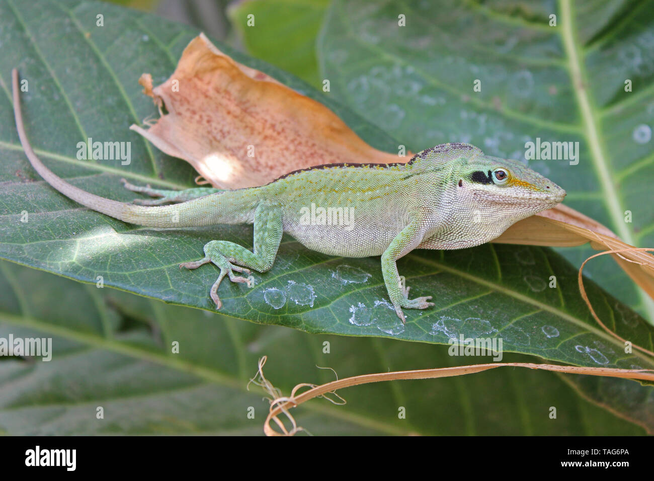 Green Anole Lizard (Anolis carolinensis) Foto Stock