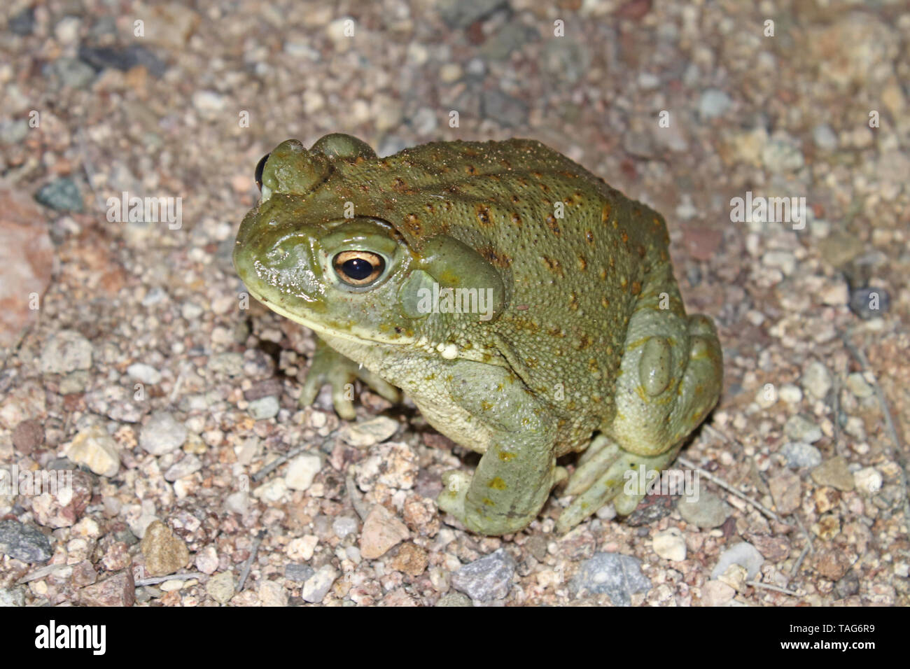Deserto Sonoran Toad (Incilius alvarius) nel deserto dell'Arizona Foto Stock
