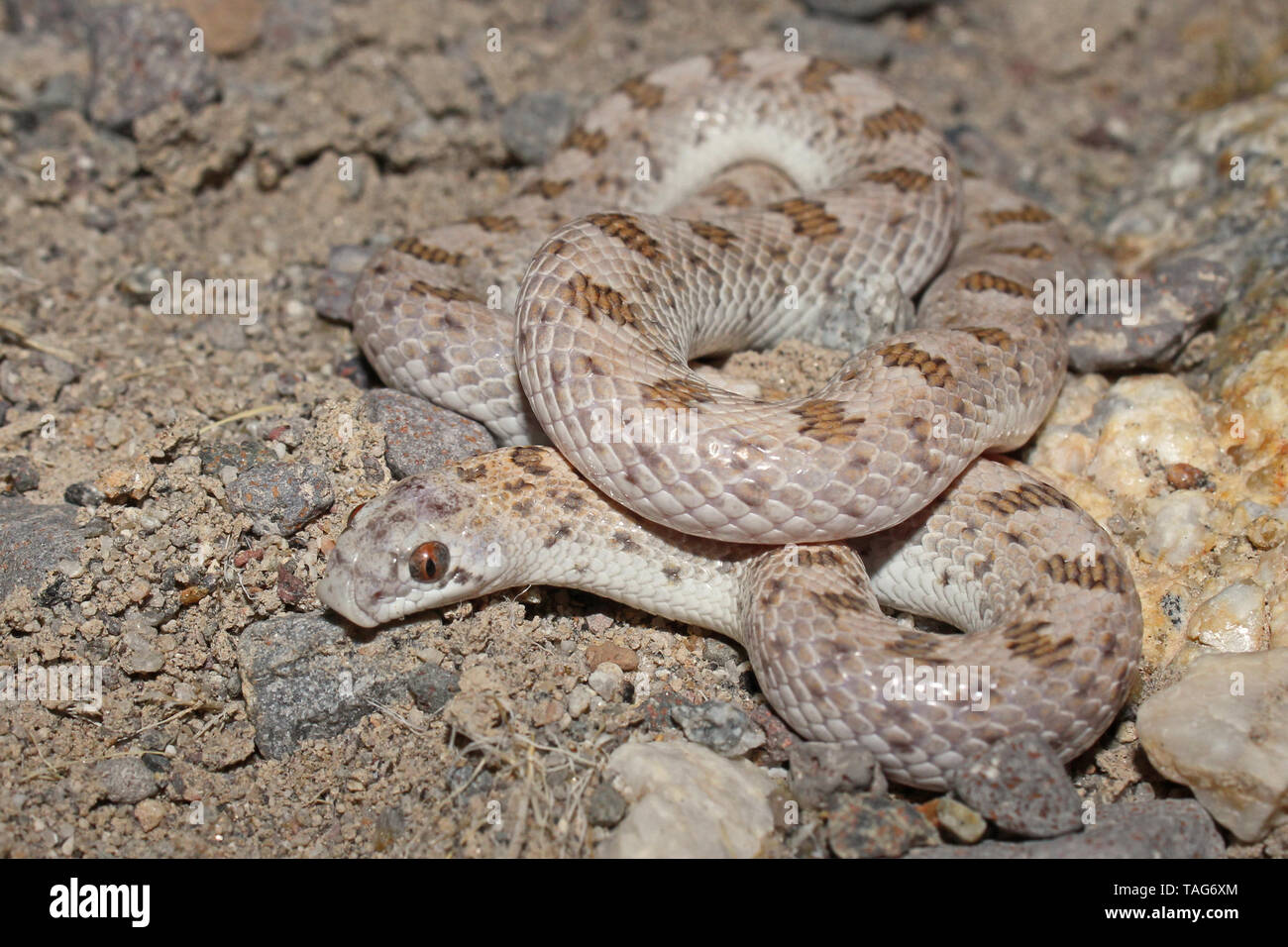 Avvistato foglia-serpente naso (Phyllorhynchus decurtatus) Foto Stock