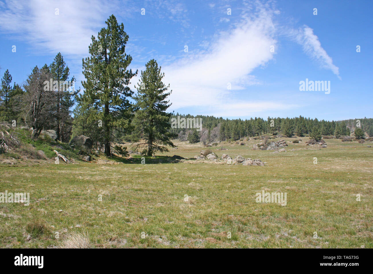 Prato di montagna nelle montagne della California Foto Stock