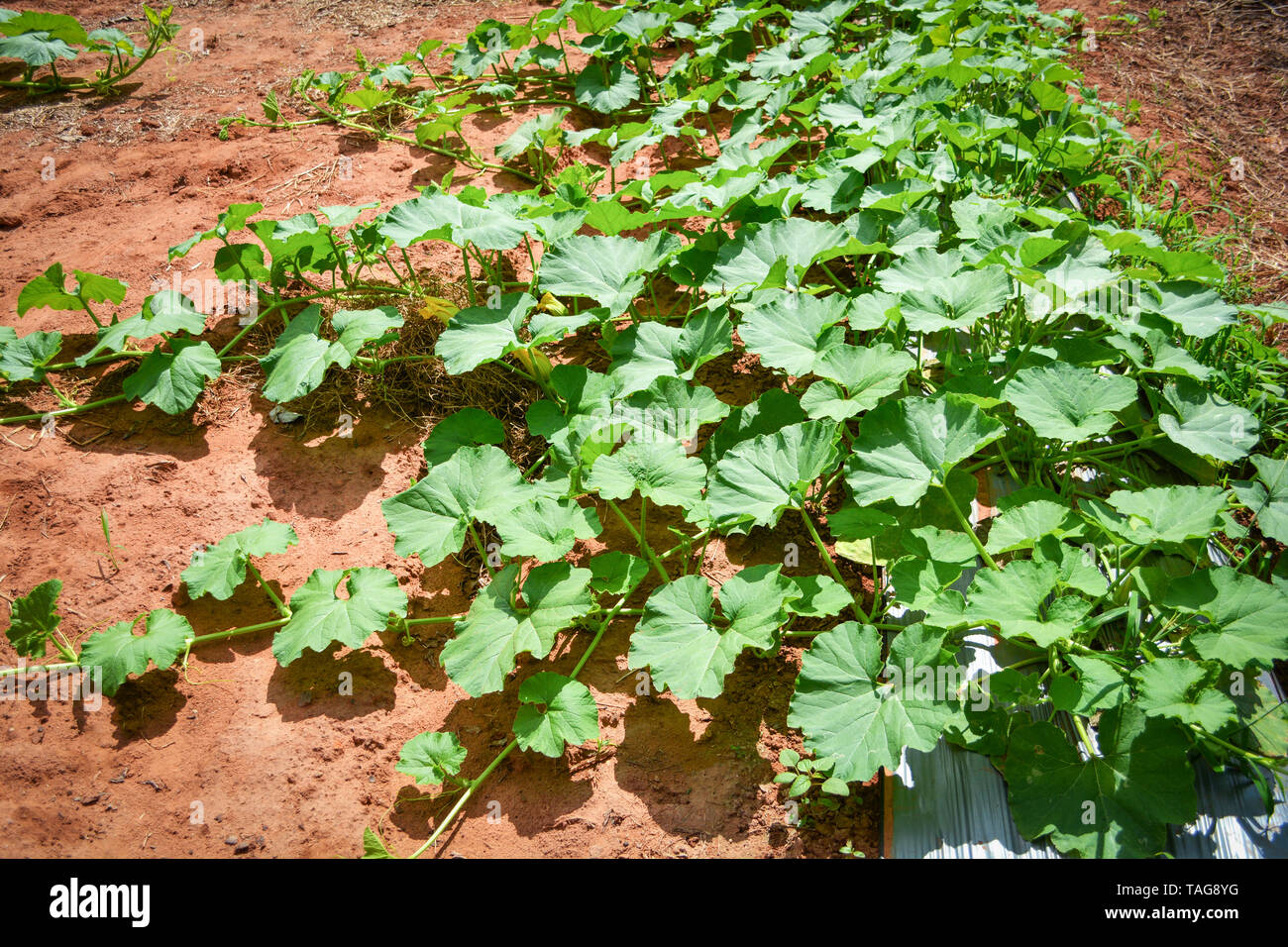 Vite verde della pianta di zucca albero che cresce su terreno su orto biologico agricoltura agriturismo Foto Stock