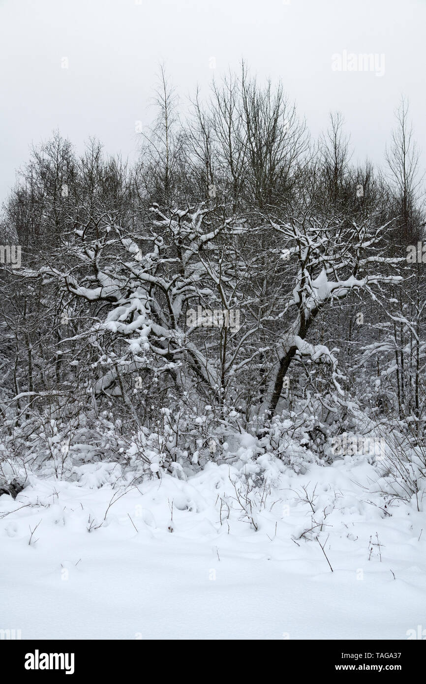 Fantastica foresta dopo molti giorni di tempesta di neve, snowpack. Snow-caps, coperta di neve su alberi e arbusti, foresta insolite, i rami di un albero nodose come Foto Stock