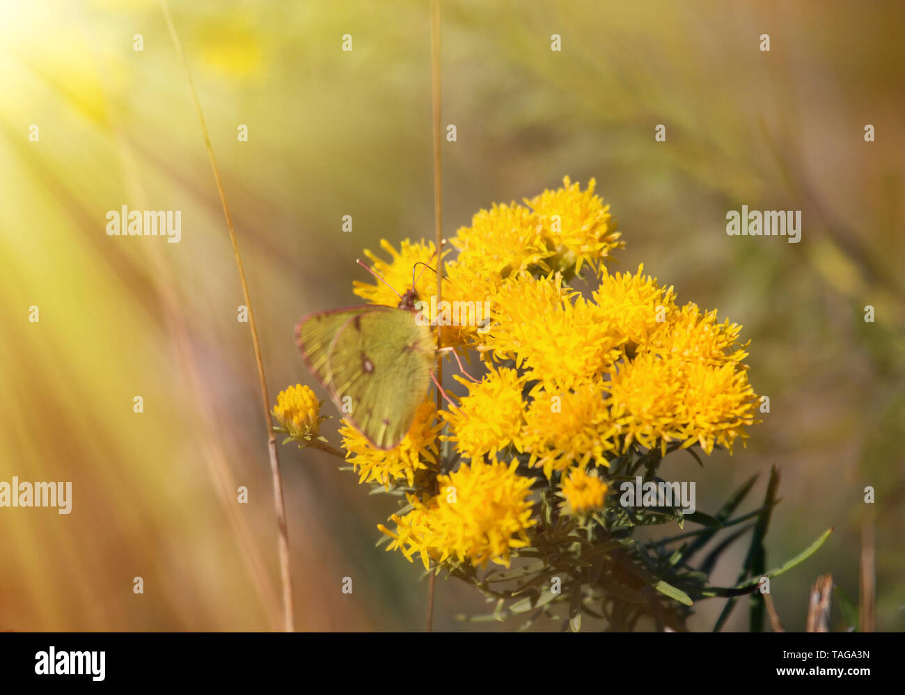 Giallo farfalla su fiore giallo. Zolfo Colias (sp). Foto Stock