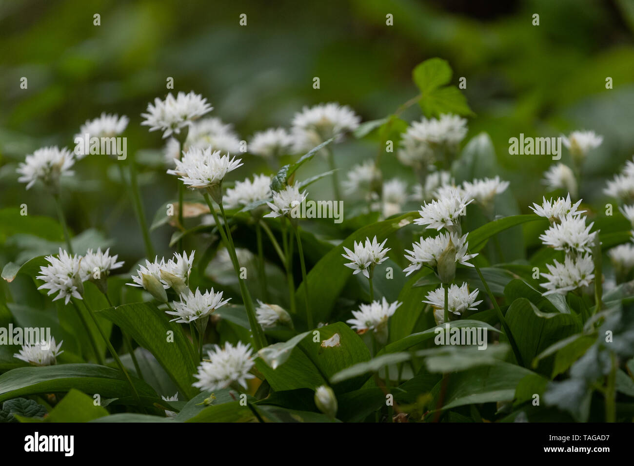 Aglio selvatico in East Sussex boschi Foto Stock