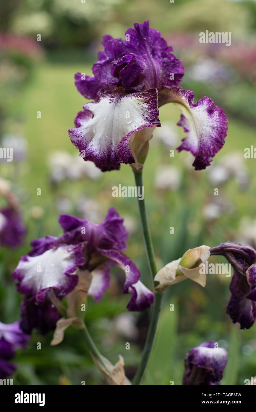 Iris 'un'uva adatta' a Schreiner dell'iride giardini in Salem, Oregon, Stati Uniti d'America. Foto Stock