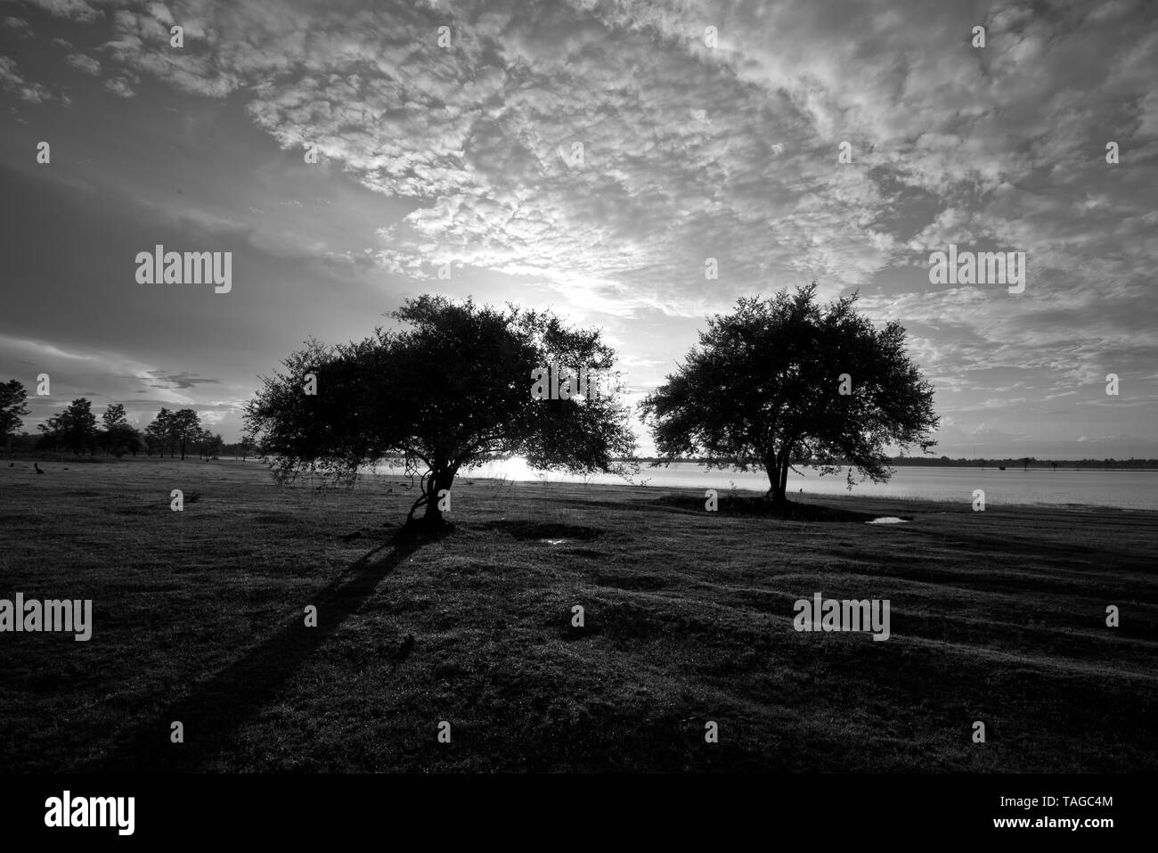 Due alberi in piedi sul prato su riverside - immagine monocromatica Foto Stock