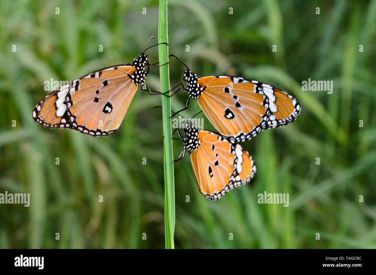 Farfalle monarca su una foglia Foto Stock