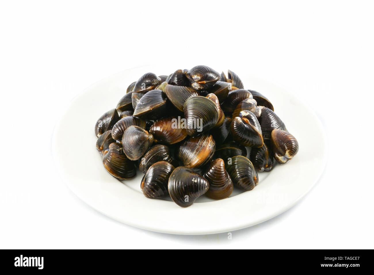 Freshwater shellfish bivalve such as clams shell on plate isolated on white background Foto Stock
