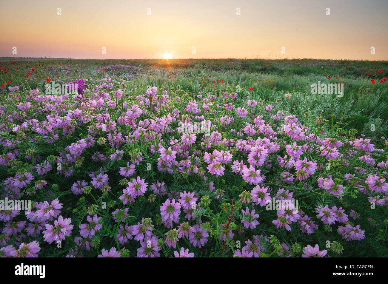Fiore nel prato. Natura Di Paesaggio composizione. Foto Stock