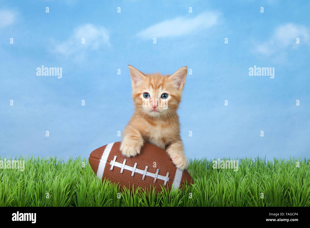 Adorabili ginger orange tabby gattino seduto in erba verde con un football americano, cielo blu con nuvole di sfondo. Animale tema sportivo. Foto Stock