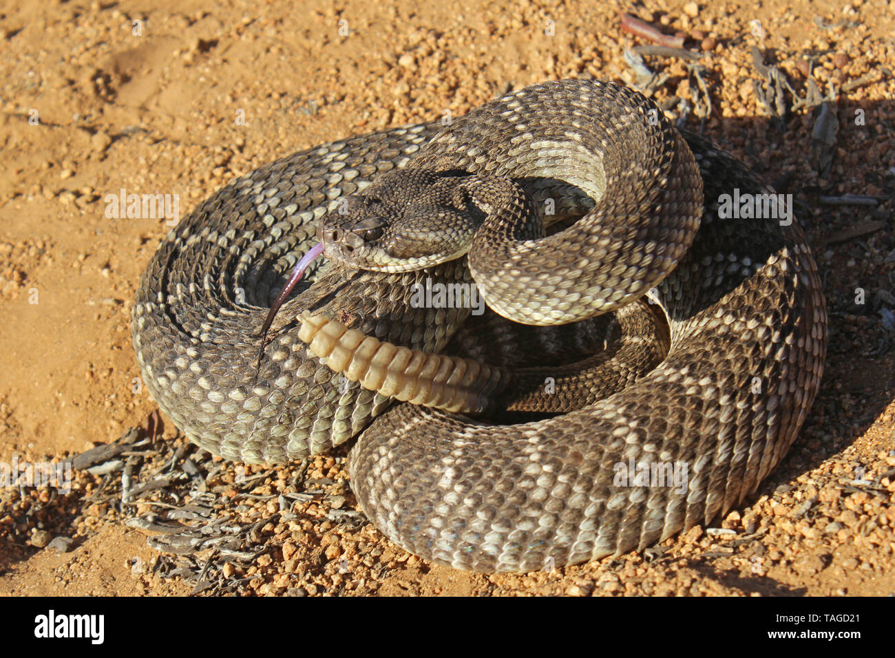 Oceano Pacifico meridionale Rattlesnake (Crotalus oreganus helleri) Foto Stock