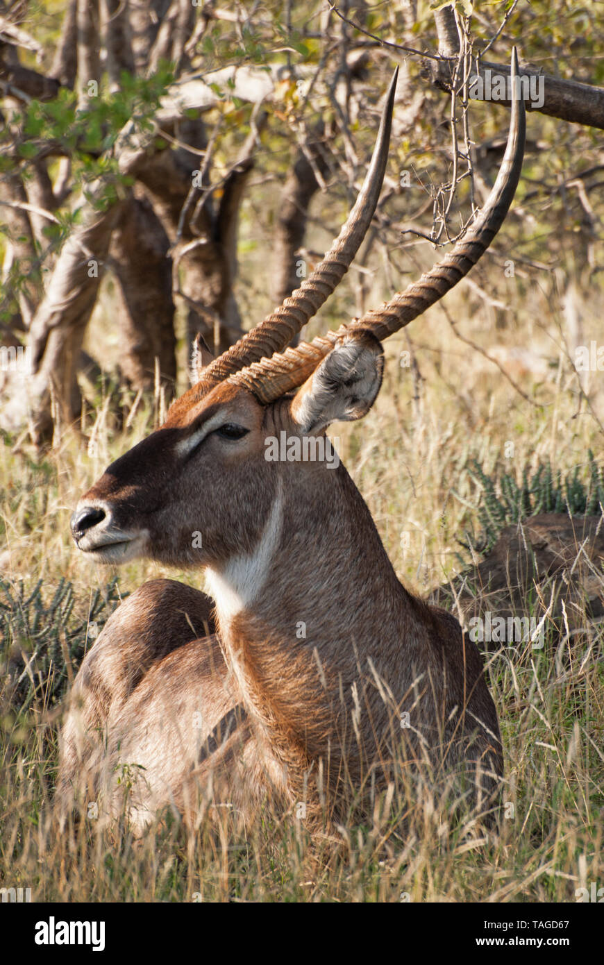 Un maschio Waterbuck che riposa all'ombra e mostra le sue magnifiche corna, il Parco Nazionale Kruger, Sudafrica. Trovato ampiamente nell'Africa sub-sahariana. Foto Stock