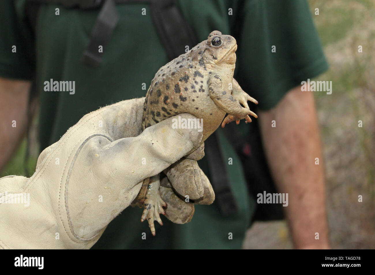 Western Toad, sottospecie California Toad (Anaxyrus boreas halophilus) Foto Stock