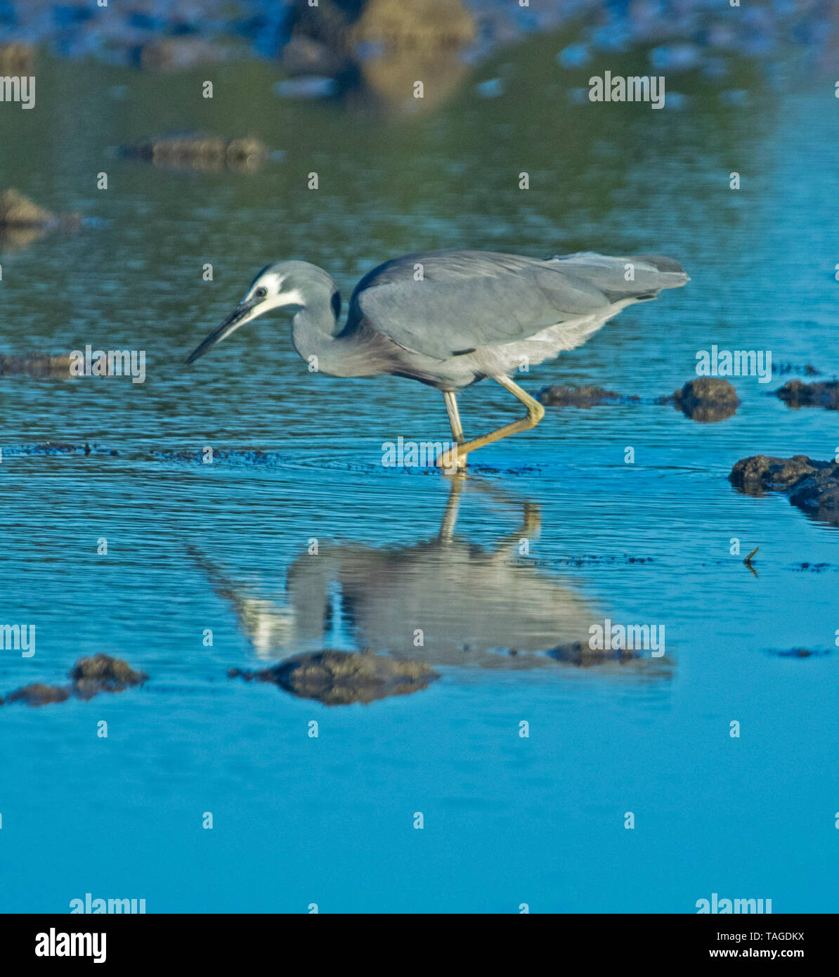 Di fronte bianco-heron, Egretta novaehollandiae, trampolieri e riflessa in poco profonde acque blu tra le rocce in spiaggia a Hervey Bay Australia Foto Stock