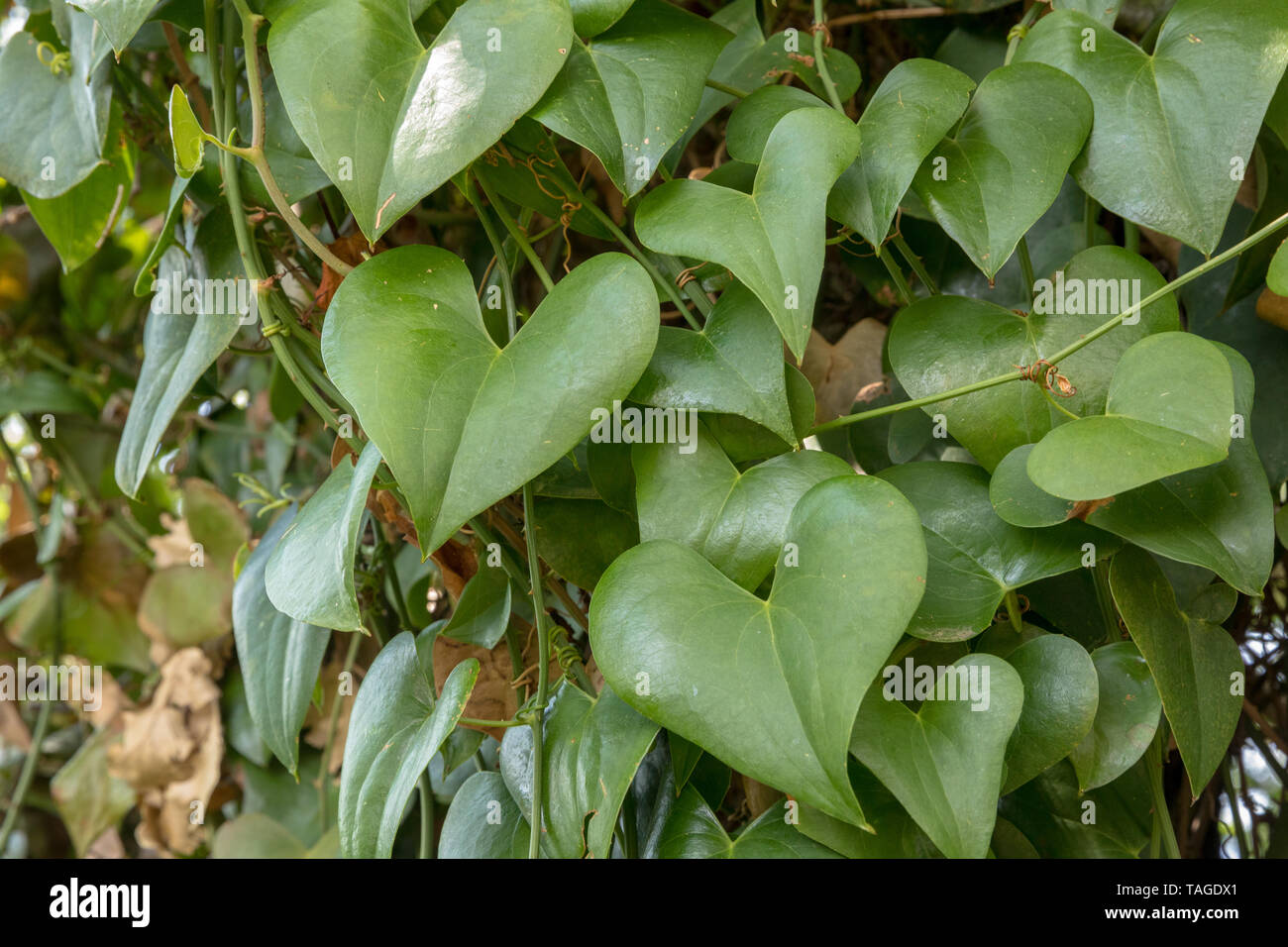 Pianta Verde Con Foglie A Forma Di Cuore