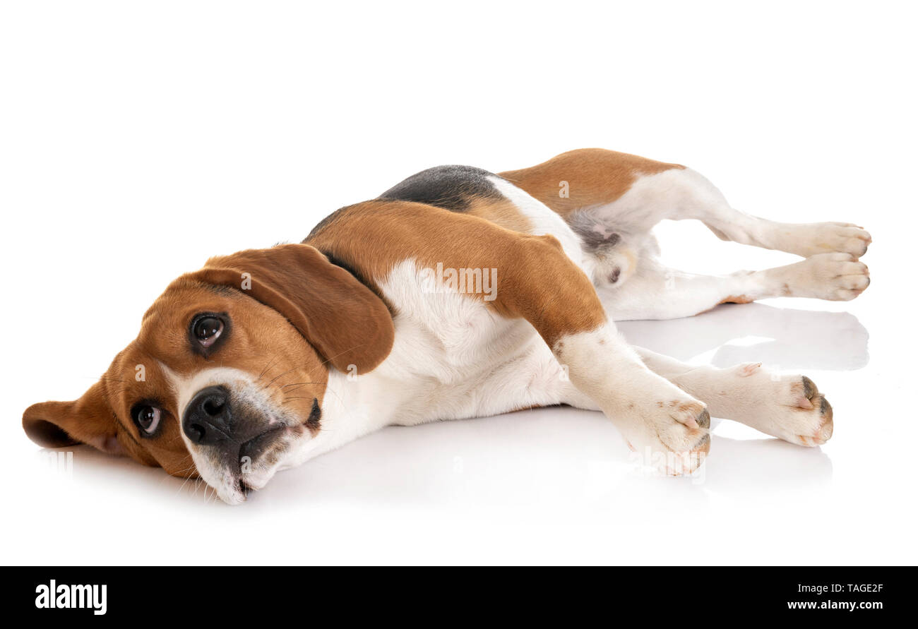 Giovani beagle davanti a uno sfondo bianco Foto Stock