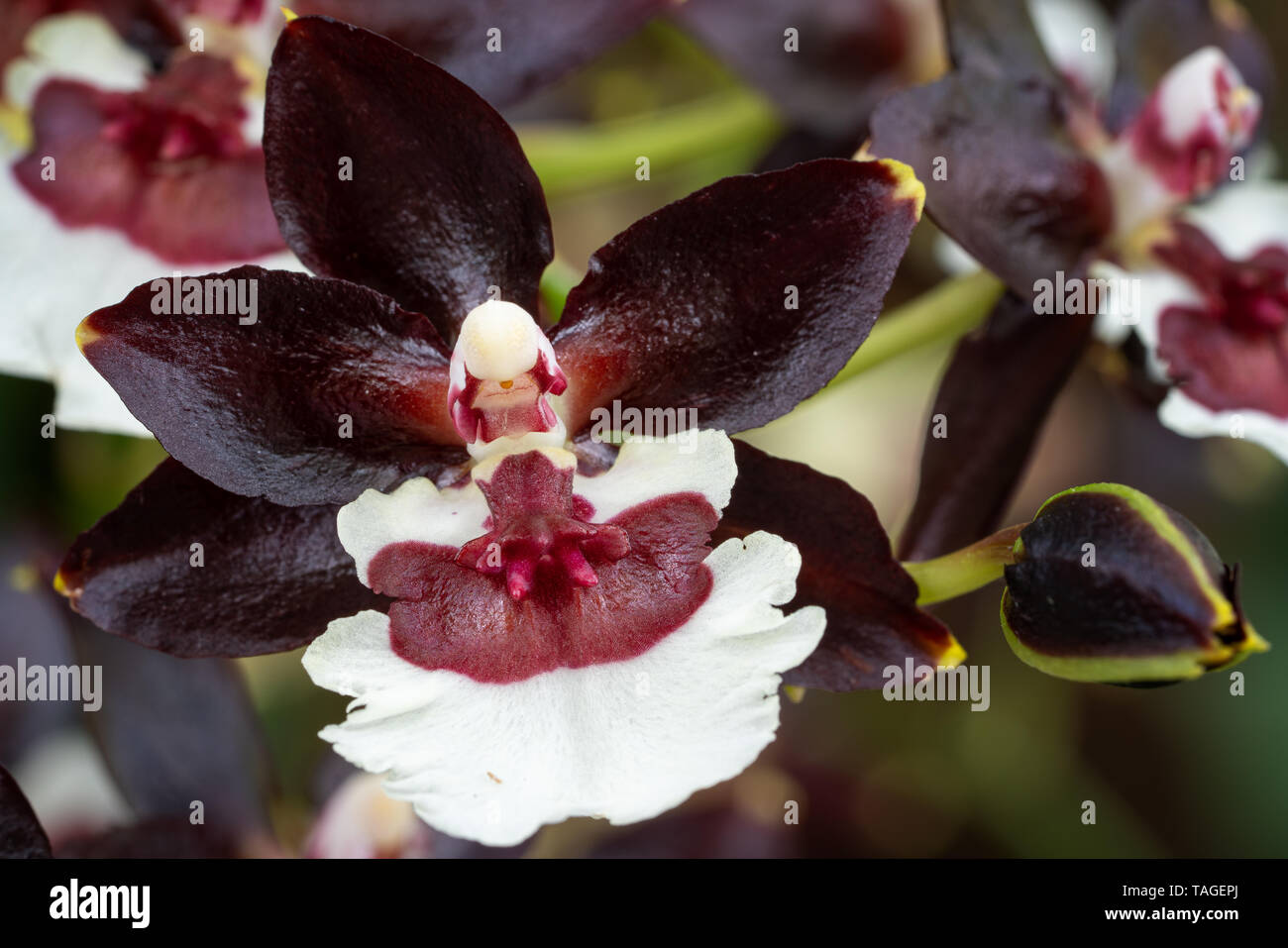 Orchid Colmanara tropico Black Pearl, in prossimità della testa di fiori Foto Stock