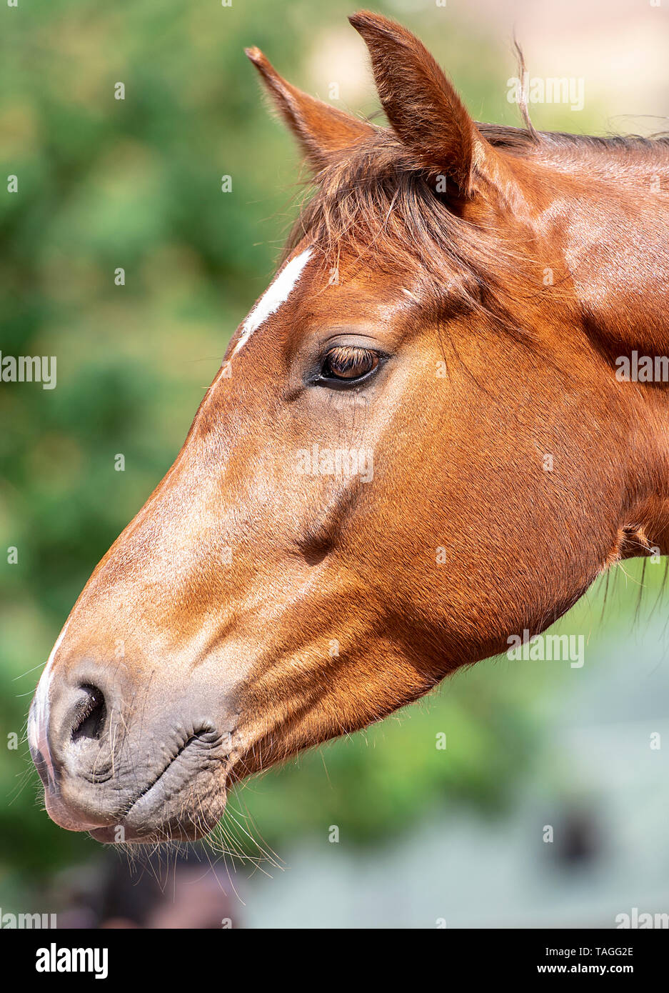 Close-up marrone testa di cavallo in un parco Foto Stock