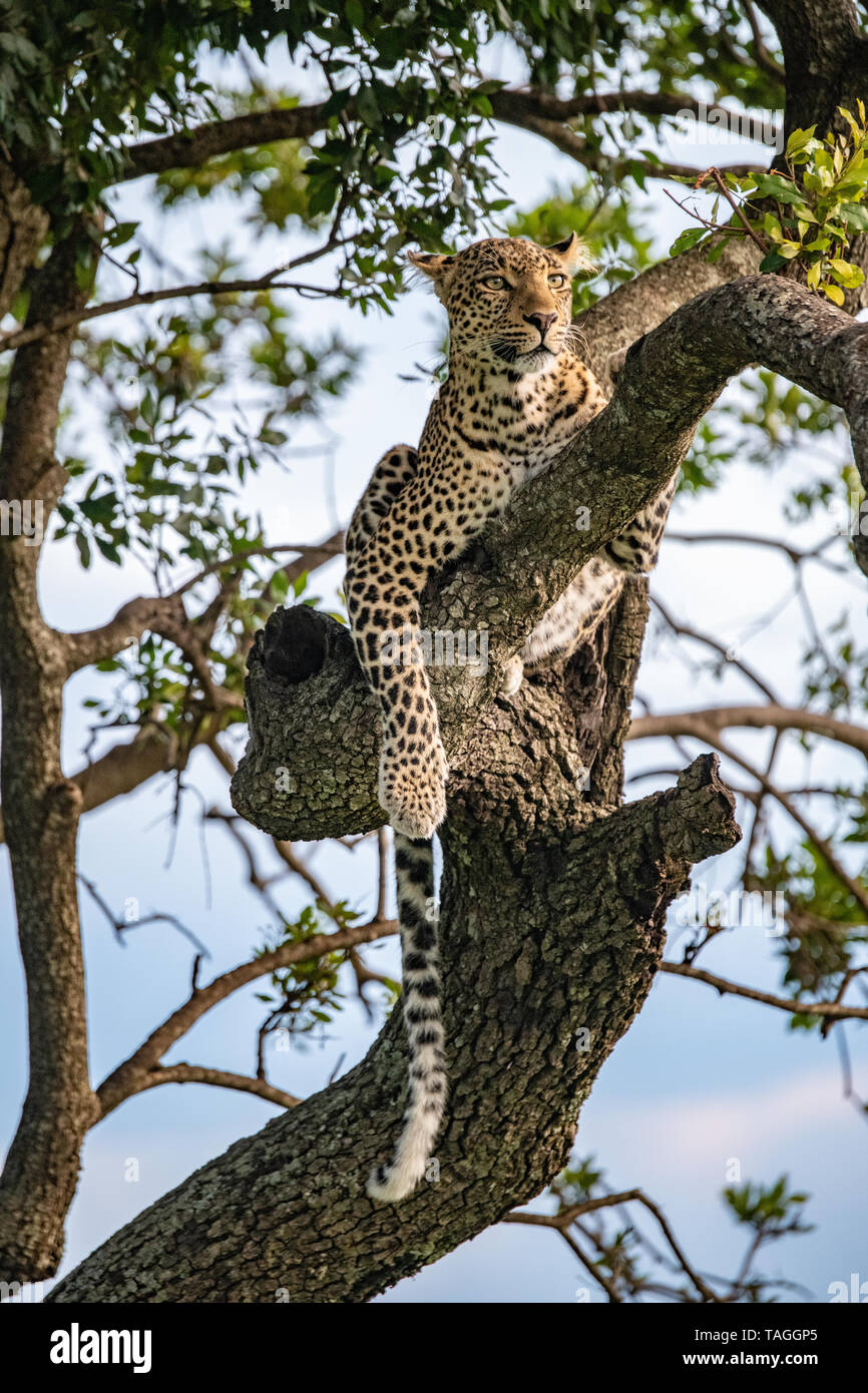 leopardo nell'albero che cerca la preda nel Masai Mara, Kenya Foto Stock