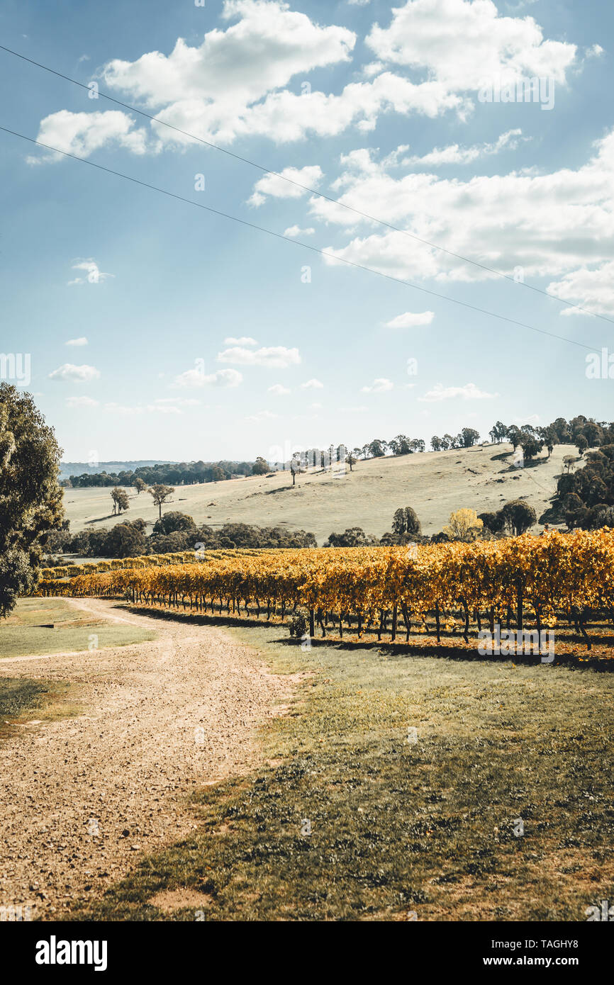 Panoramica della campagna australiana a Courabyra Vini, Tumbarumba NSW Foto Stock