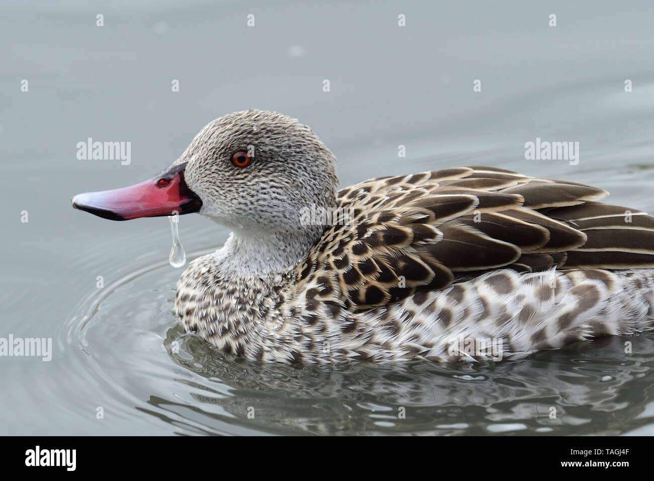 Ritratto di un capo teal (anas capensis) Foto Stock