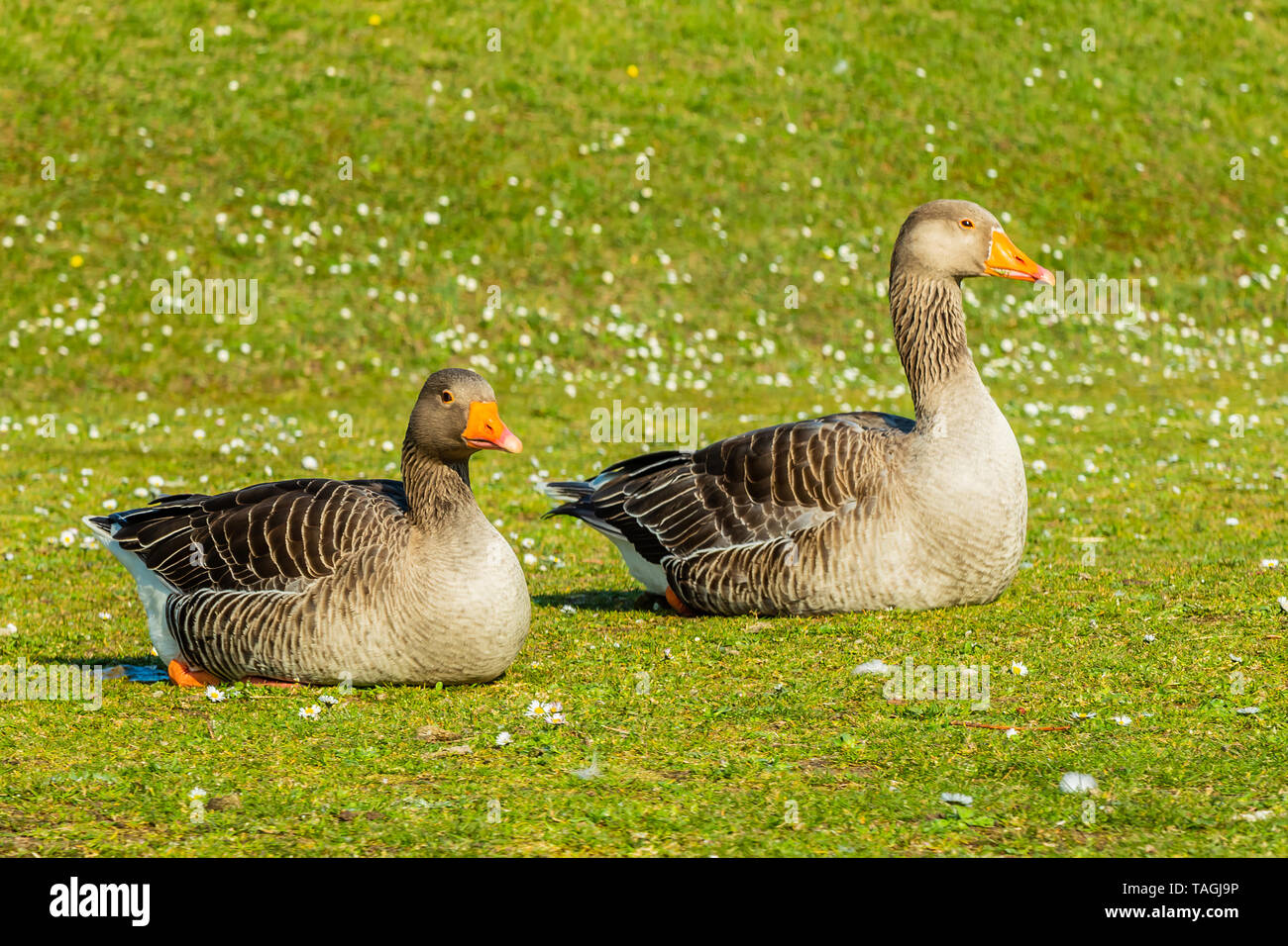 In prossimità di una coppia di oche Graylag (Famiglia anatidi), seduto sull'erba. Foto Stock