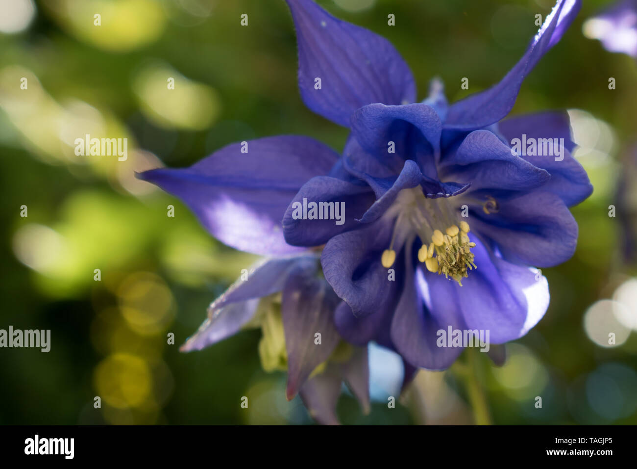 Viola Aquilegia (Aquilegia alpina) (Ranunculaceae) Foto Stock