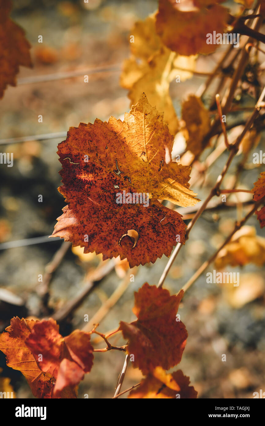 Orange foglia vigna a Courabyra Vini, Tumbarumba NSW Foto Stock