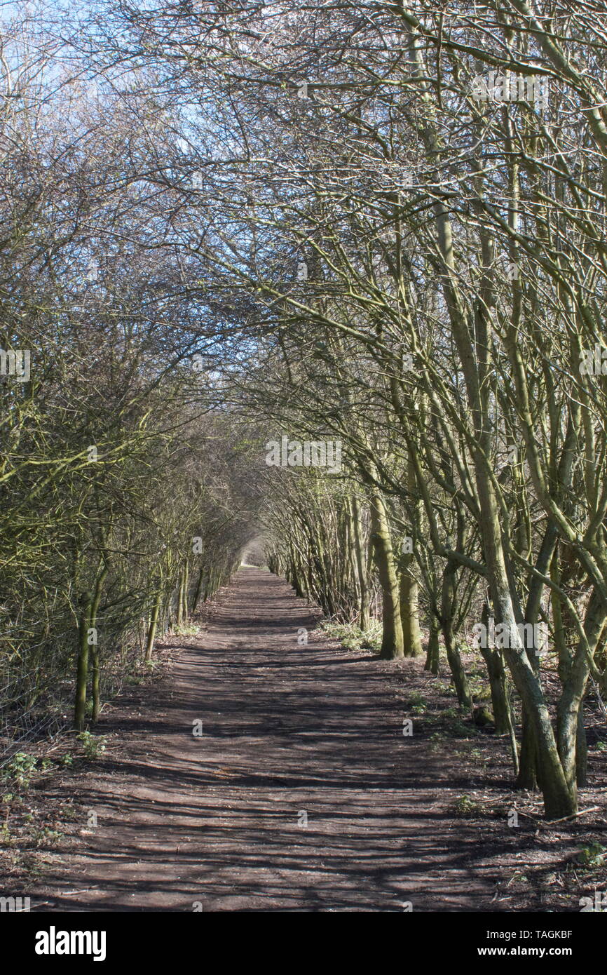 La tettoia di alberi globale del percorso di campagna Foto Stock